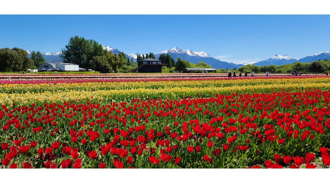 El espectáculo de los tulipanes en Trevelin: una excursión inolvidable desde Bariloche