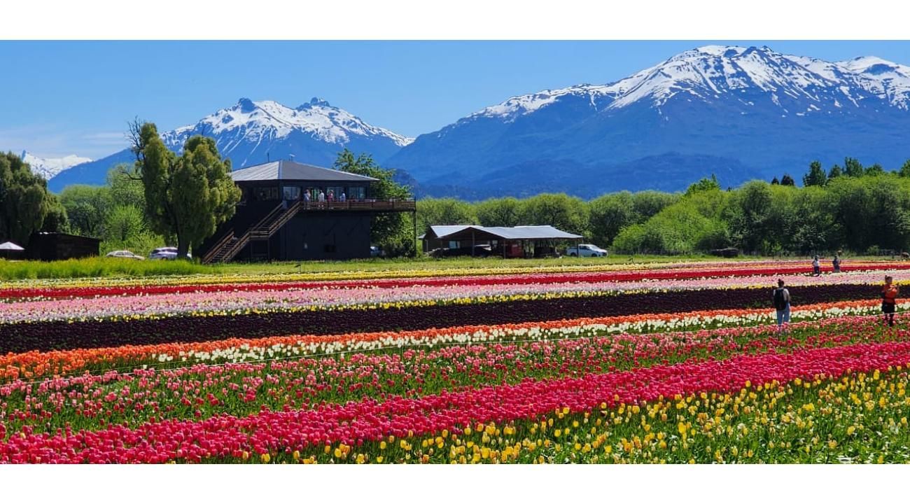 El espectáculo de los tulipanes en Trevelin: una excursión inolvidable desde Bariloche