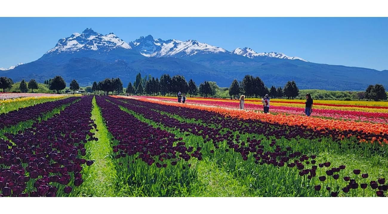El espectáculo de los tulipanes en Trevelin: una excursión inolvidable desde Bariloche