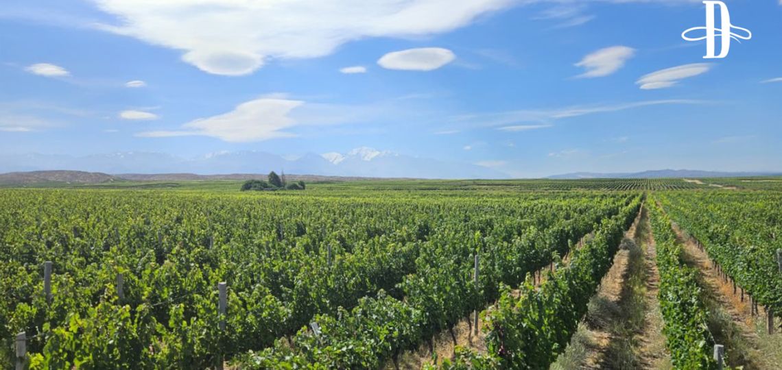 Vinos de un lugar llamado Gualtallary 