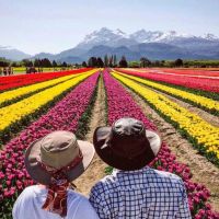 El espectáculo de los tulipanes en Trevelin: una excursión inolvidable desde Bariloche