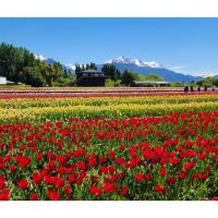 El espectáculo de los tulipanes en Trevelin: una excursión inolvidable desde Bariloche