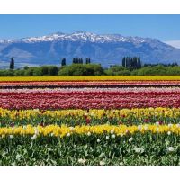 El espectáculo de los tulipanes en Trevelin: una excursión inolvidable desde Bariloche