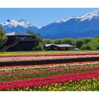 El espectáculo de los tulipanes en Trevelin: una excursión inolvidable desde Bariloche