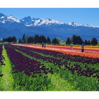 El espectáculo de los tulipanes en Trevelin: una excursión inolvidable desde Bariloche