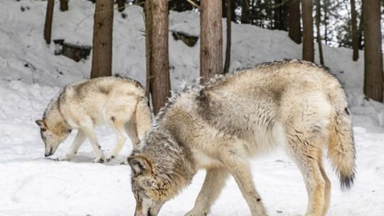 Gracias a la reintroducción de los lobos grises, vuelven a crecer árboles en Yellowstone1