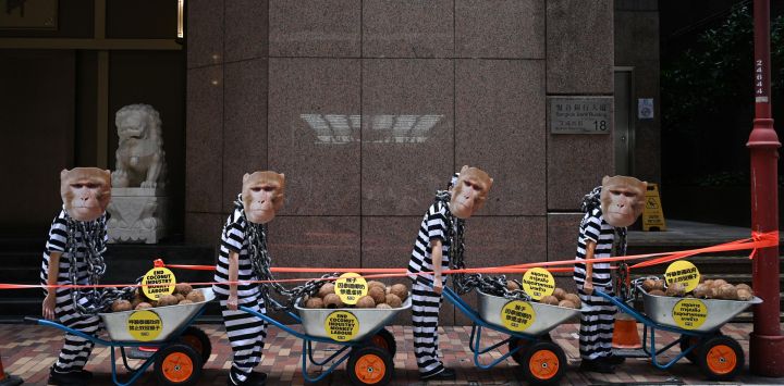 Activistas de la ONG Personas por el Trato Ético de los Animales (PETA), con uniformes de presos y máscaras que representan rostros de macacos de cola de cerdo en peligro de extinción, con carretillas llenas de cocos, se manifiestan frente al Consulado General Real de Tailandia en Hong Kong contra la industria del coco en Tailandia, donde presuntamente los monos son adiestrados, encadenados, azotados y obligados a pasar largas horas recogiendo cocos.