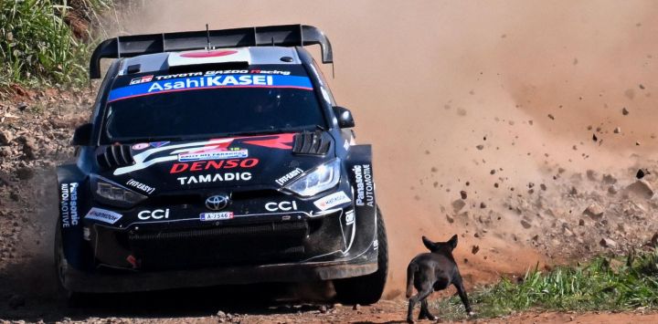 El piloto japonés Takamoto Katsuta y su copiloto irlandés Aaron Johnston pasan junto a un perro mientras compiten en su Toyota GR Yaris Rally1 durante la etapa Artigas del Rally Paraguay, la décima ronda del Campeonato Mundial de Rally de la FIA (WRC), en General Artigas, cerca de Encarnación, Paraguay.