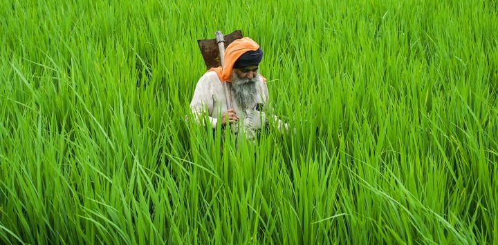 Un agricultor camina por su arrozal en las afueras de Amritsar, India.