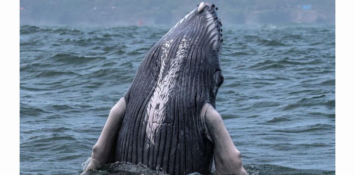 Una ballena jorobada salta en las aguas del océano Pacífico en el Parque Natural Bahía Málaga, Colombia. Cada año, entre junio y noviembre, las ballenas jorobadas emprenden la migración estacional desde la Península Antártica hasta la costa ecuatorial de Colombia para reproducirse, alimentarse y descansar.