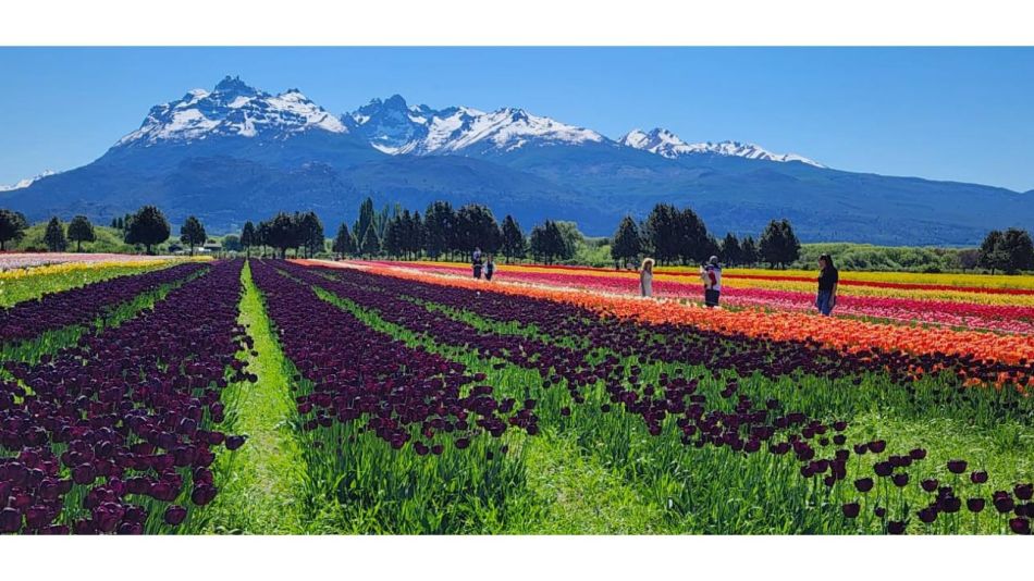El espectáculo de los tulipanes en Trevelin: una excursión inolvidable desde Bariloche