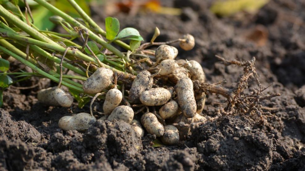 El maní rompe récords de área sembrada.