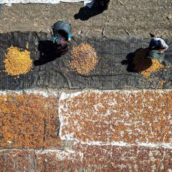 Vista aérea tomada con un dron de agricultores secando dátiles, en la aldea de Dahshur, en Giza, Egipto. | Foto:Xinhua/Ahmed Gomaa