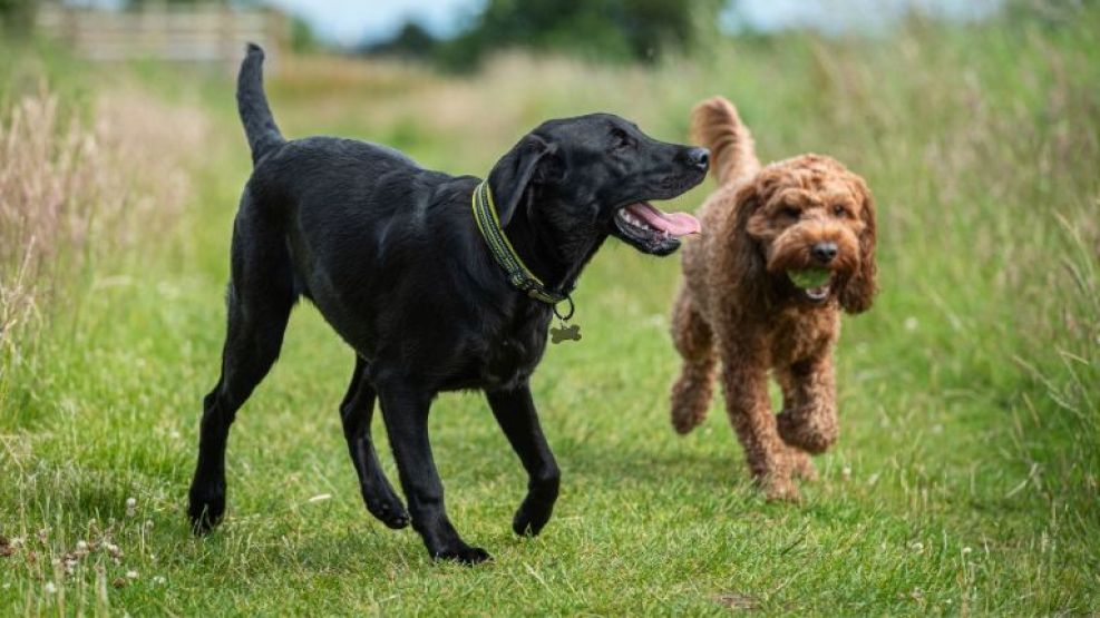 03-09-2025 Perras Córdoba mascotas animales
