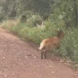 Es el primer ejemplar de esta especie avistado en el Parque Nacional Iguazú.