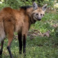 Está catalogado como especie amenazada en Argentina.