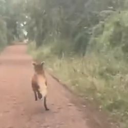 Fue visto mientras corría a gran velocidad por uno de los senderos internos del Parque Iguazú.