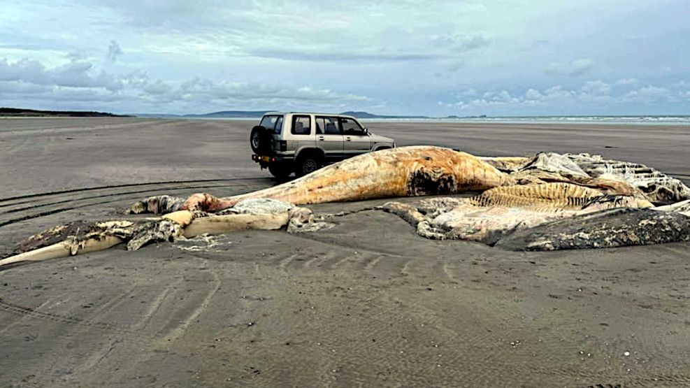 Criatura apareció en una playa de Gales 20250904
