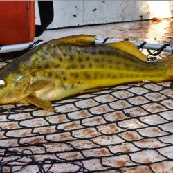 Concordia se prepara para vivir una fiesta deportiva que combina naturaleza, tradición y turismo, reafirmando el valor del Encuentro del Bagre Amarillo como uno de los certámenes más emblemáticos del calendario provincial. 