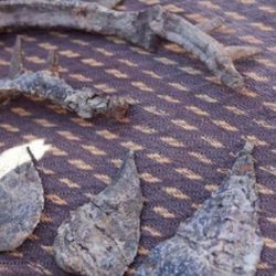 Parte de los restos fósiles hallados en Marruecos.