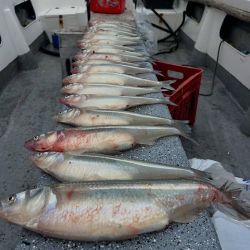 El inicio de la veda en aguas interiores de la provincia de Buenos Aires limita acción al fin de semana, con cupos diferentes de acuerdo al ámbito. Las buenas temperaturas favorecieron el pique en la mayoría de los espejos clásicos la semana anterior, aunque en los últimos días volvieron el frío y las heladas.