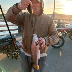El inicio de la veda en aguas interiores de la provincia de Buenos Aires limita acción al fin de semana, con cupos diferentes de acuerdo al ámbito. Las buenas temperaturas favorecieron el pique en la mayoría de los espejos clásicos la semana anterior, aunque en los últimos días volvieron el frío y las heladas.