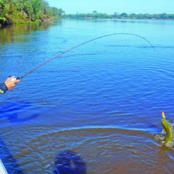 Lindos dorados pescados en aguas del río Paraná. Todos los dorados se vieron enteros y vitales.