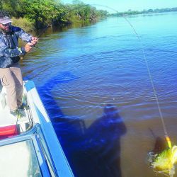 Lindos dorados pescados en aguas del río Paraná. Todos los dorados se vieron enteros y vitales.