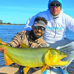 Lindos dorados pescados en aguas del río Paraná. Todos los dorados se vieron enteros y vitales.