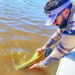Lindos dorados pescados en aguas del río Paraná. Todos los dorados se vieron enteros y vitales.