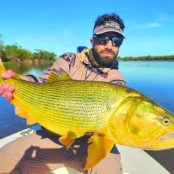 Lindos dorados pescados en aguas del río Paraná. Todos los dorados se vieron enteros y vitales.