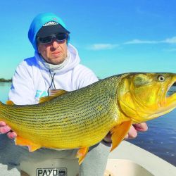Lindos dorados pescados en aguas del río Paraná. Todos los dorados se vieron enteros y vitales.