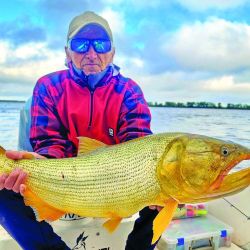 Lindos dorados pescados en aguas del río Paraná. Todos los dorados se vieron enteros y vitales.