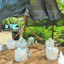 Miches es la playa sin sargazo de República Dominicana, pero hay mucho más para hacer además de ir al mar.