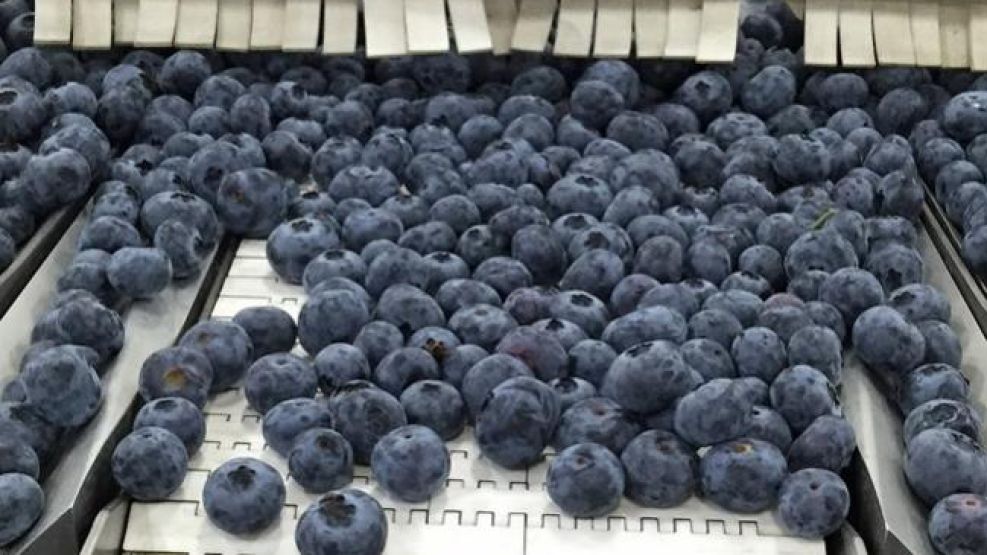 El arándano argentino busca recuperar terreno en la exportación.