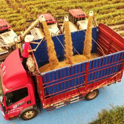 Imagen de un agricultor cosechando arroz en un campo, en la aldea de Taiyang, en la ciudad de Dazhou de la provincia de Sichuan, en el suroeste de China. | Foto:Xinhua/Deng Liangkui