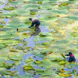 Vista aérea tomada con un dron de agricultores cosechando fruta de gorgona, en la ciudad de Taizhou, en la provincia de Jiangsu, en el este de China. | Foto:Xinhua/Tang Dehong