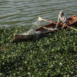 Un pescador se sienta en su bote cerca de franjas de jacinto de agua, una floración invasora que consume mucha agua y que prospera y se agrupa en vías fluviales de bajo caudal, bloqueando la zona alrededor de las vigas de soporte del puente al-Zaytun sobre el río Éufrates en Nasiriyah, en la provincia de Dhi Qar, al sur de Irak. | Foto:ASAAD NIAZI / AFP