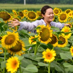 Una turista posa para una fotografía en un campo de girasoles, en el distrito de Changqing, en Jinan, en la provincia de Shandong, en el este de China. | Foto:Xinhua/Zhu Zheng