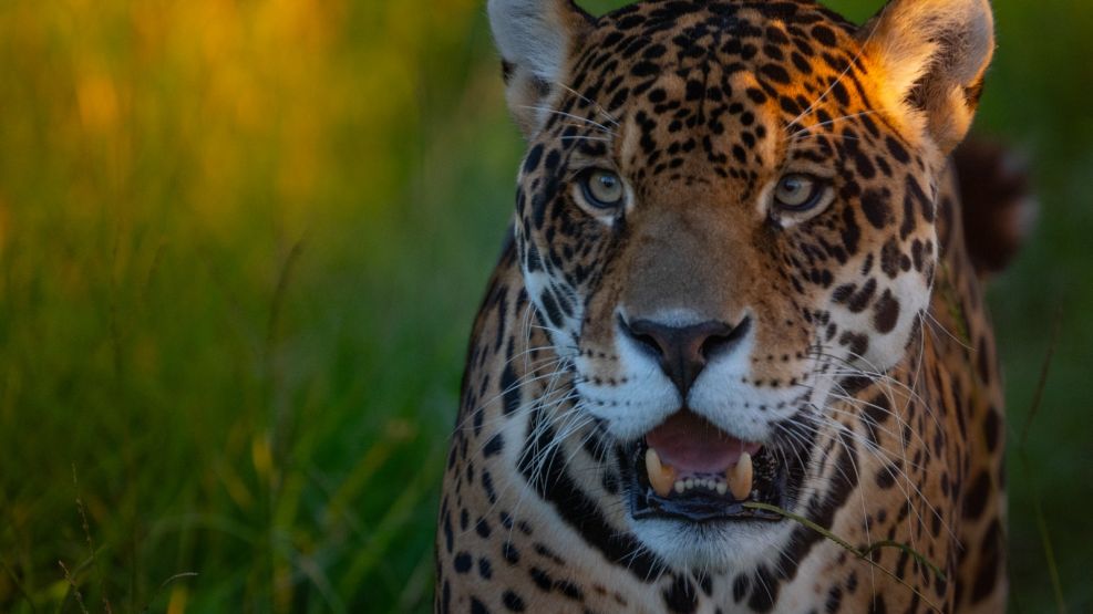 Yaguareté en Corrientes
