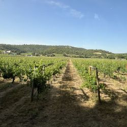 Castilla y León hace gala de varias rutas vitivinícolas que combinan el turismo rural con su esencia cálida.