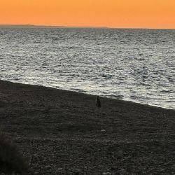 El primer pingüino del año llegó a El Pedral