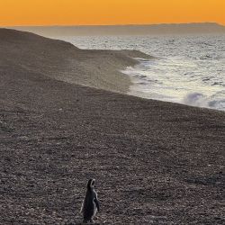 El primer pingüino del año llegó a El Pedral