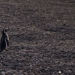 El primer pingüino del año llegó a El Pedral