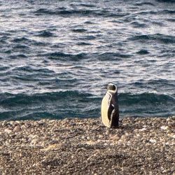 El primer pingüino del año llegó a El Pedral