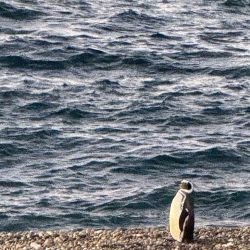 El primer pingüino del año llegó a El Pedral