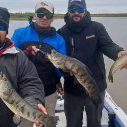 La tararira ha estado activa casi todo el año en algunos puntos, siendo Ramallo un destino destacado. A finales de mayo seguíamos mostrando buenas faenas y ya en este inicio de septiembre volvemos a compartir memorables salidas.  