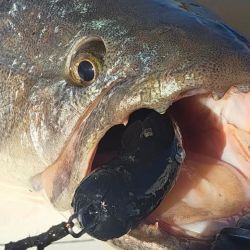 La tararira ha estado activa casi todo el año en algunos puntos, siendo Ramallo un destino destacado. A finales de mayo seguíamos mostrando buenas faenas y ya en este inicio de septiembre volvemos a compartir memorables salidas.  