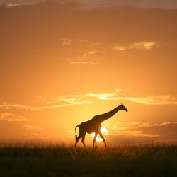 Imagen de una jirafa vista en la Reserva Nacional Masái Mara, en el condado de Narok, Kenia. | Foto:Xinhua/Yang Guang