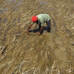 Un agricultor clasifica su cosecha de arroz destruida después de que las aguas de la inundación del río Beas, desbordado, penetraran en los arrozales de la aldea de Baoopur, en el distrito de Kapurthala, en el estado de Punjab, India. | Foto:Shammi Mehra / AFP